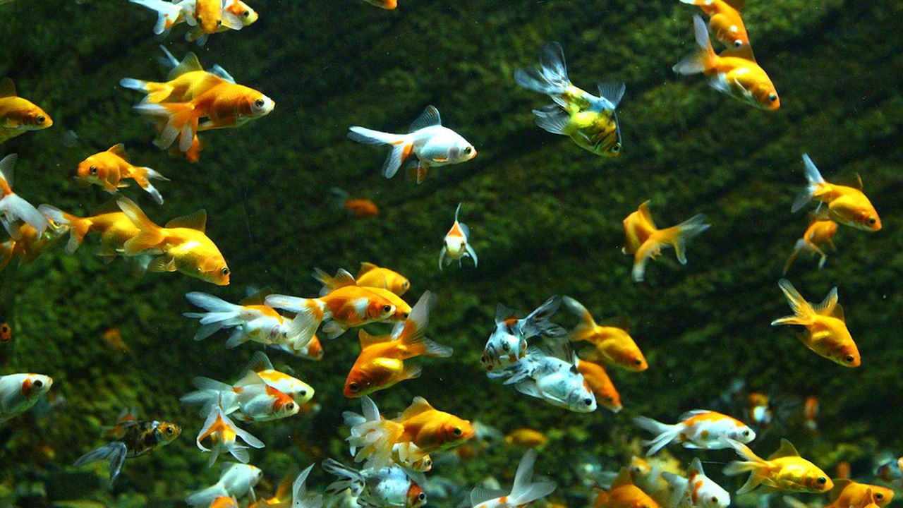 Рибите виждат цветовете в морските дълбини чрез генна адаптация