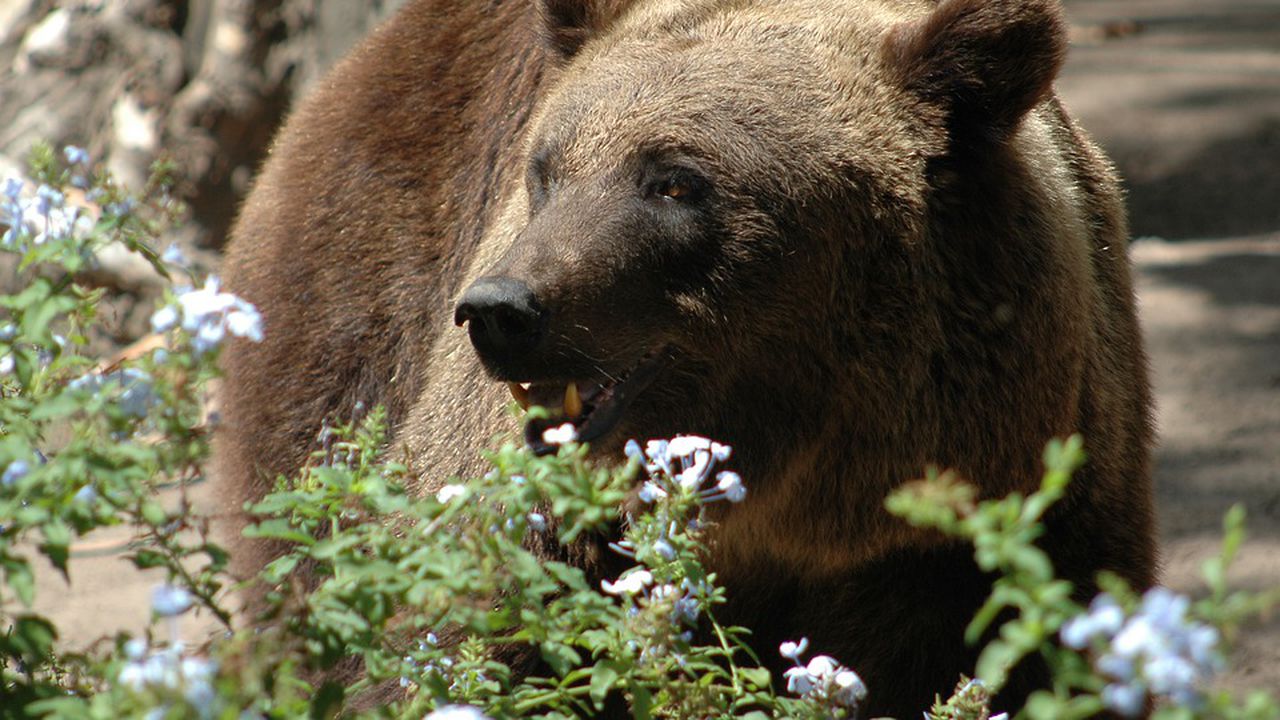 Мечка открадна кола и катастрофира