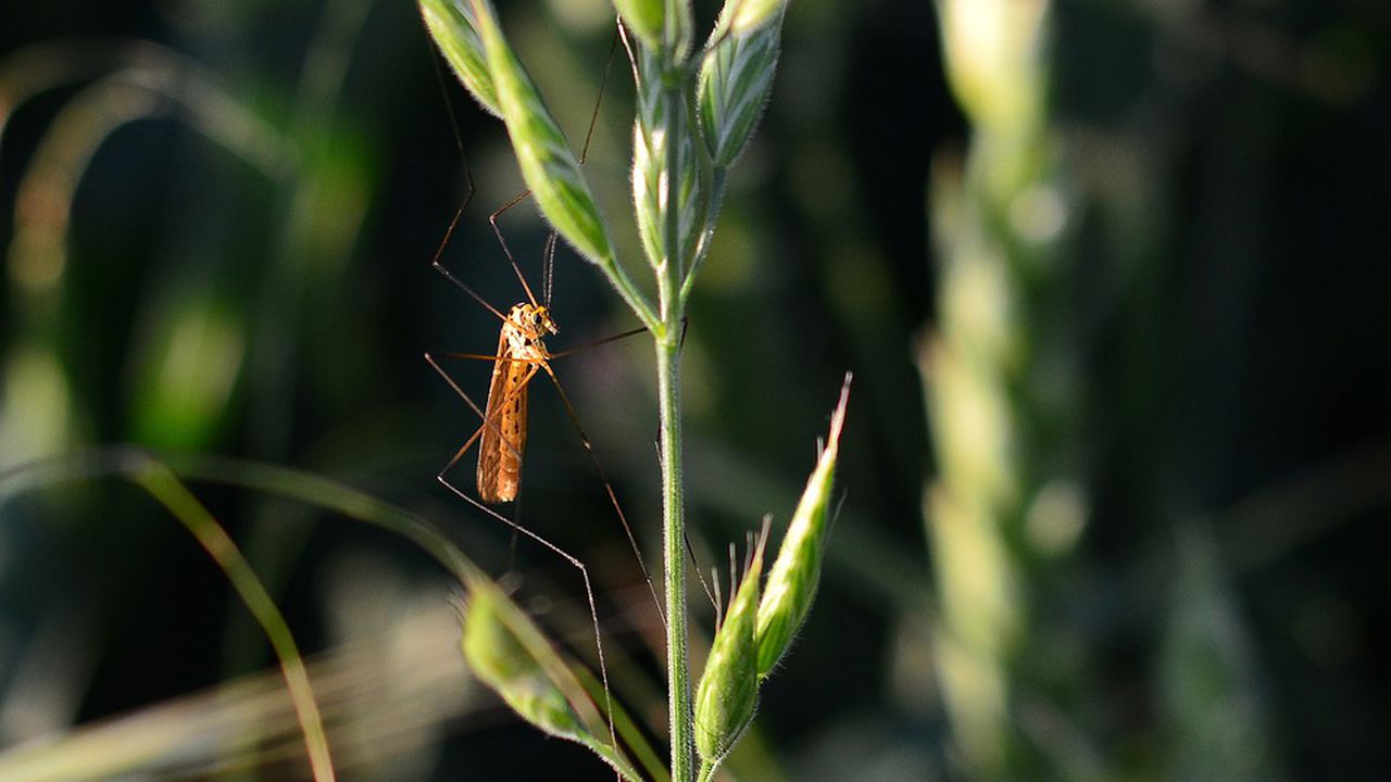 Започва обработване в Благоевград срещу комари и мухи
