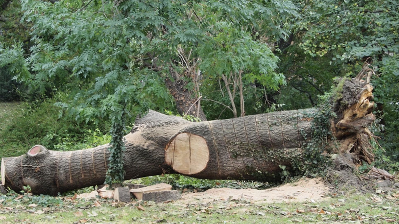Как да изсечем един парк дървета, но законно