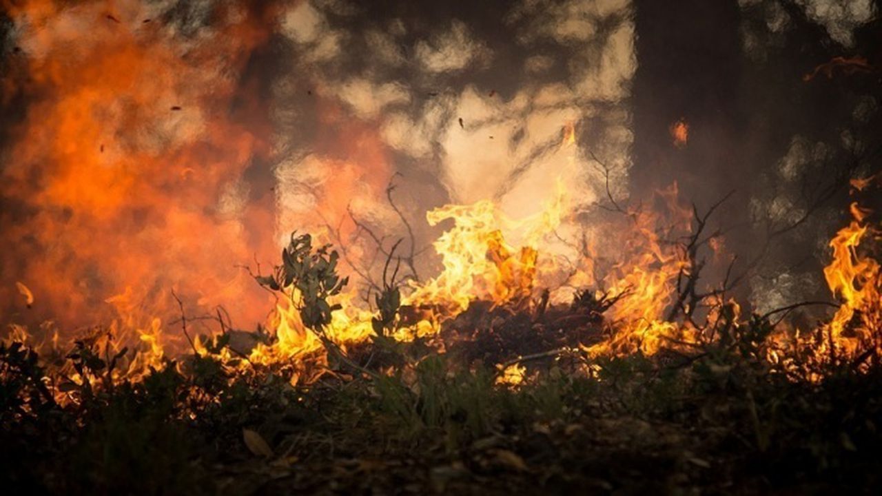 Около 100 дка гора е изгоряла при пожар край Девин