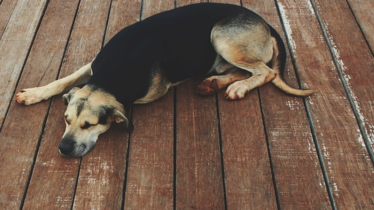 Жена уби кучето на съседката си