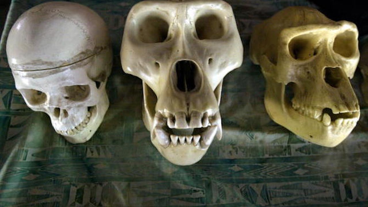 Неандерталците са изчезнали заради намалена плодовитост