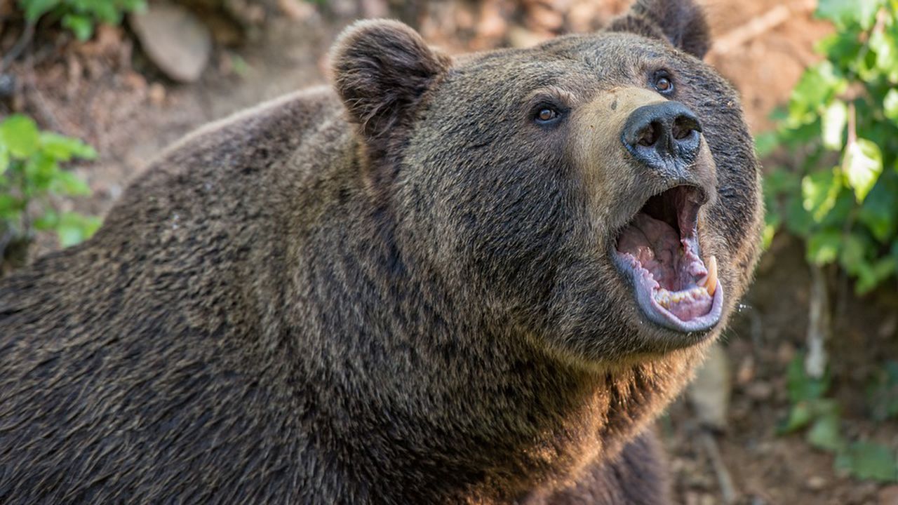 Природозащитници спасиха млада мъжка мечка от капан в Северна Гърция