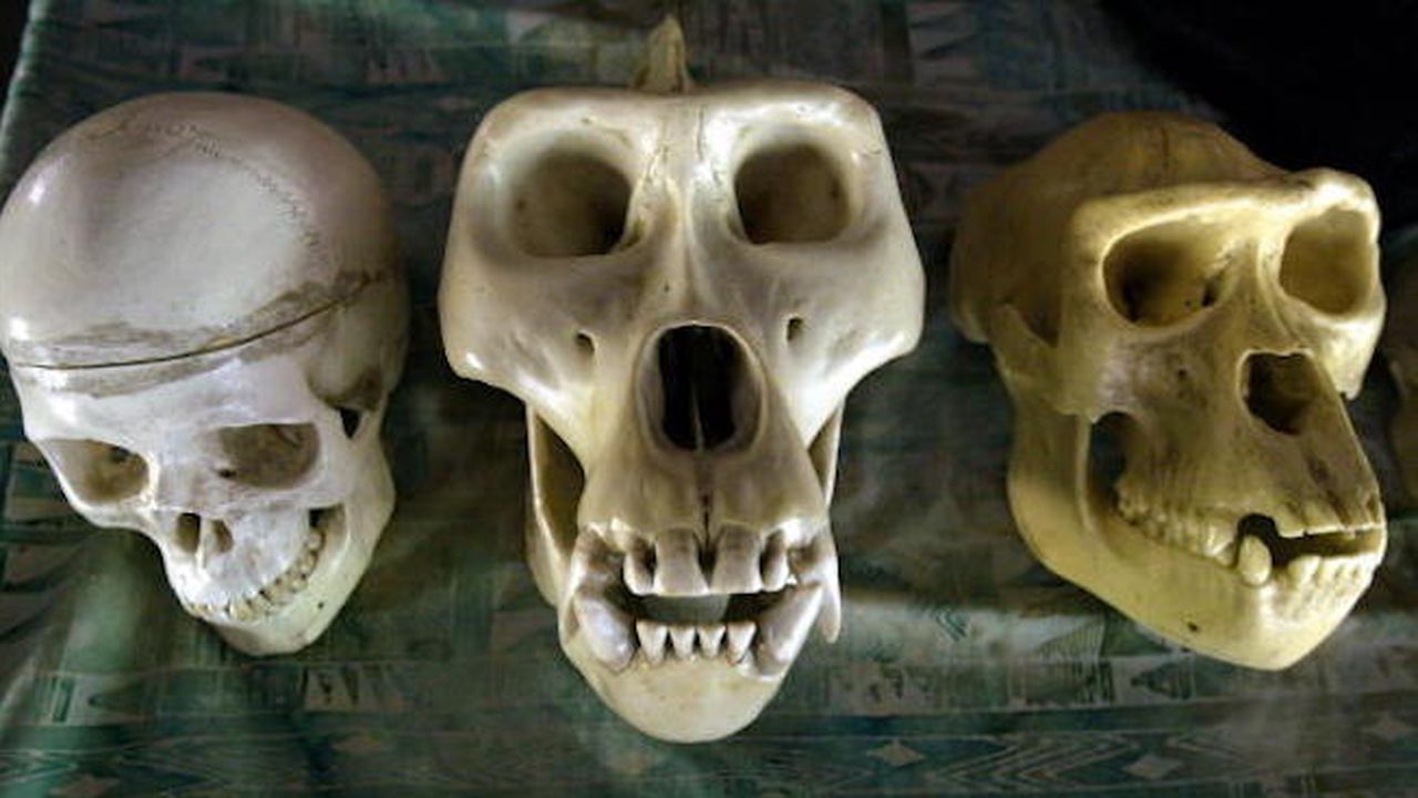 Изчезването на неандерталците може да се дължи на чести ушни инфекции