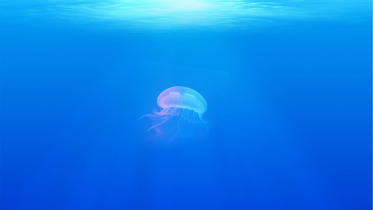 Нашествие на медузи в морето
