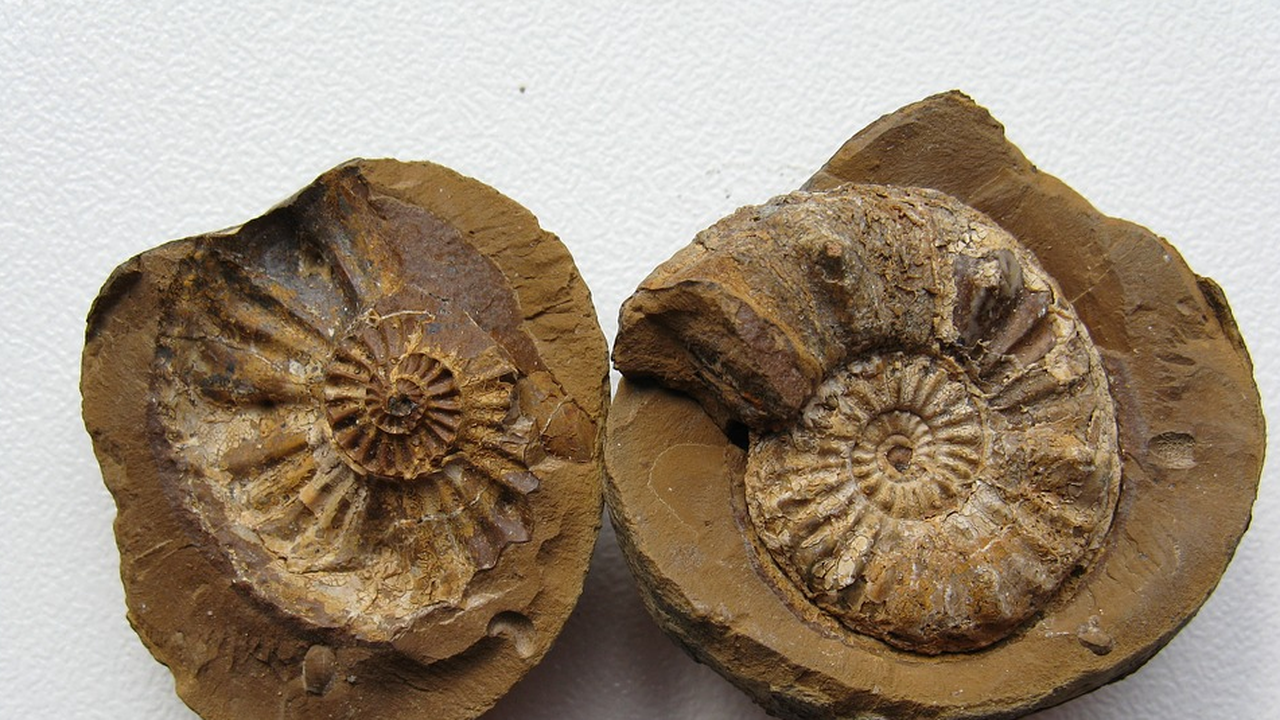 Неандерталците са се гмуркали за миди от морското дъно