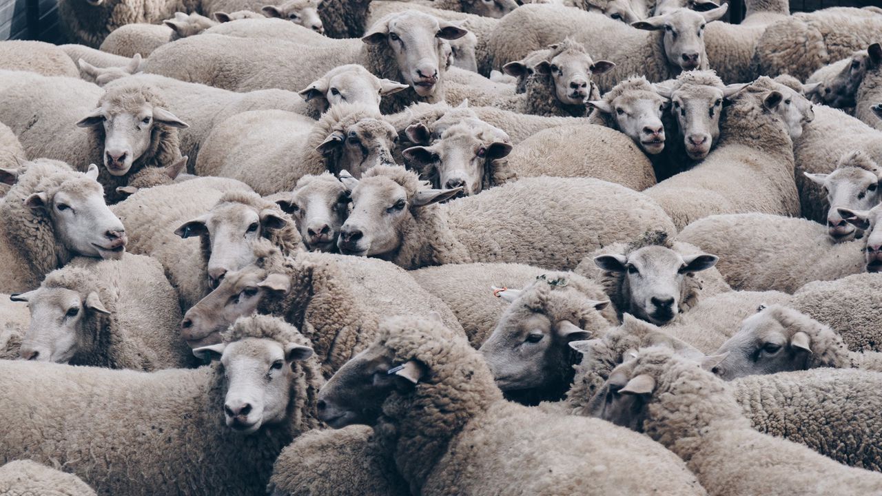 Хванаха трима, опитали да откраднат стадо овце в Костинброд