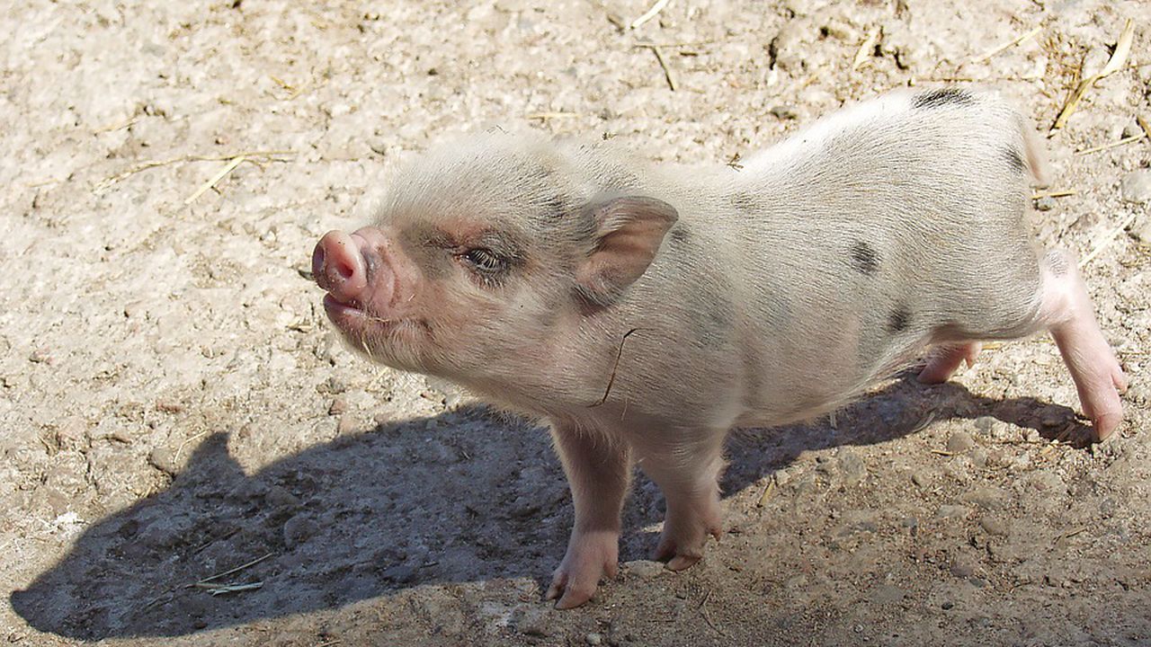 Нерегламентирана продажба на прасета е установена в Хасково