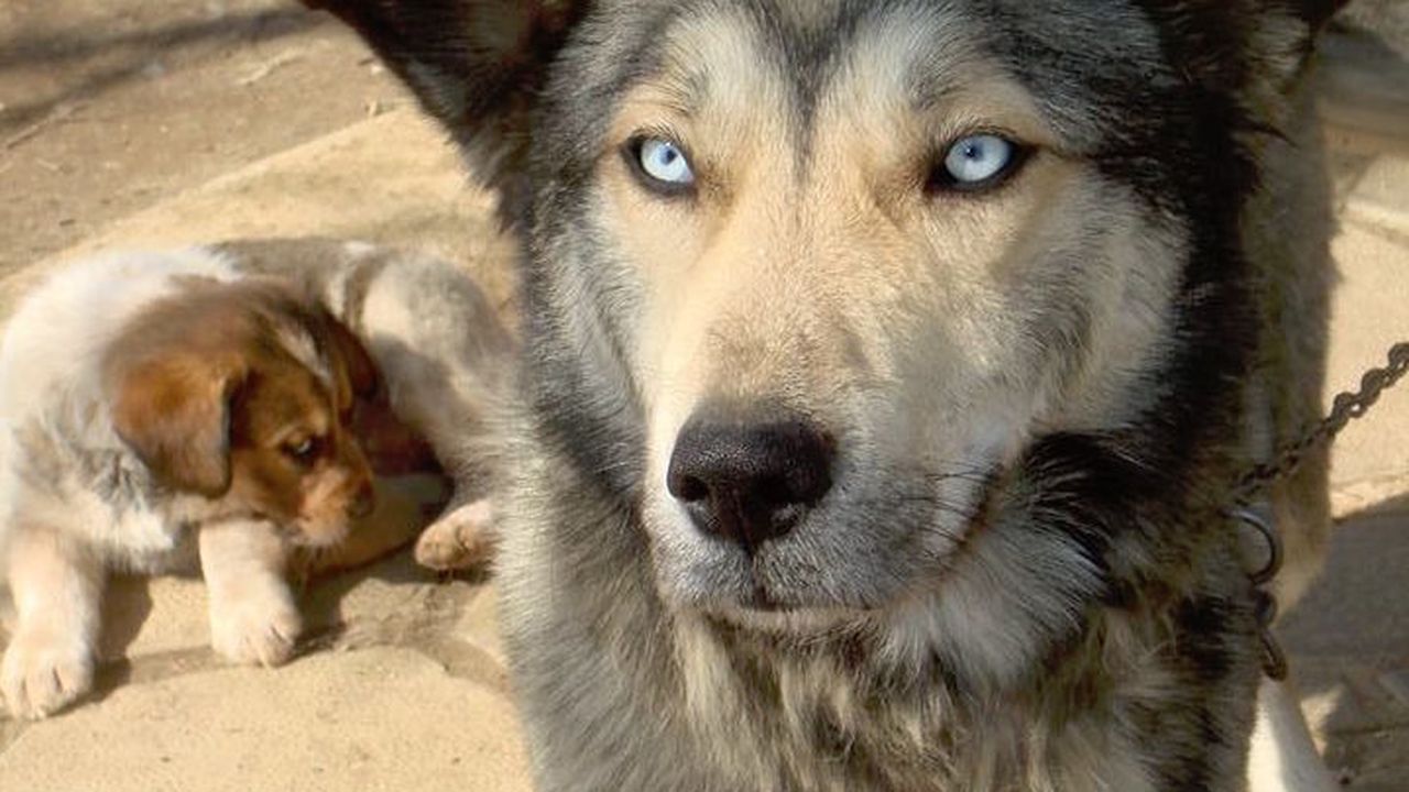 Собственик преби кучето си до смърт, след което го захвърли в храстите