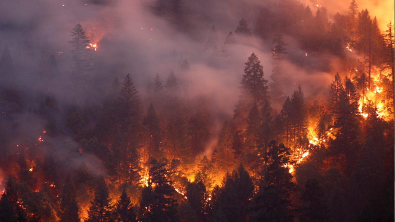 Пожар изпепели 62 декара борова гора от парк "Аязмото" край Стара Загора