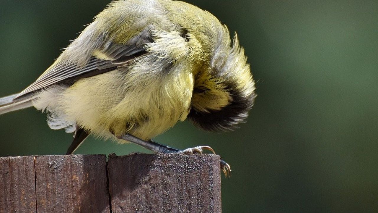 Фосил разкрива прародителя на днешните птици