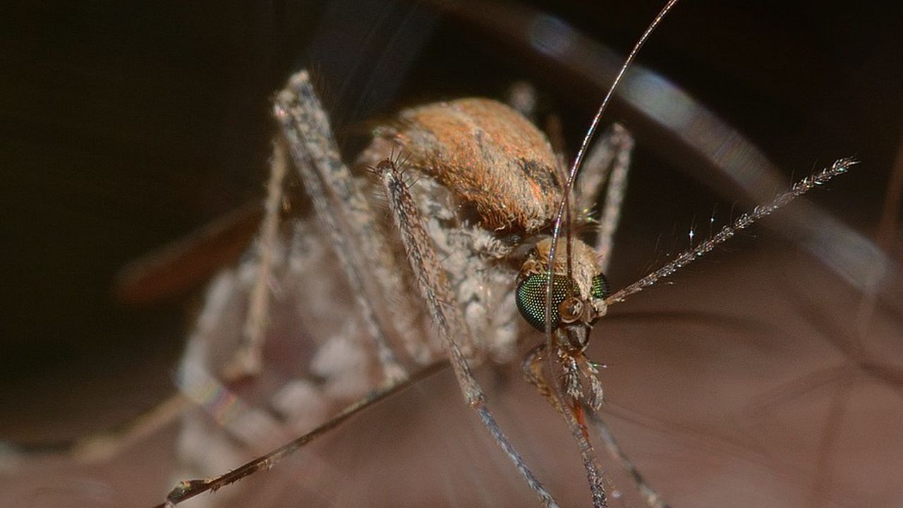 Лятото е тук, комарите също. Защо те винаги избират мен?