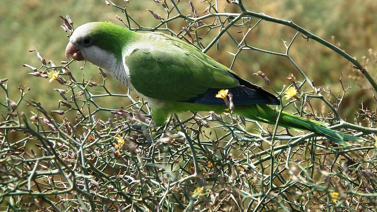 Мадрид обявява война на дългоопашатите папагали монах