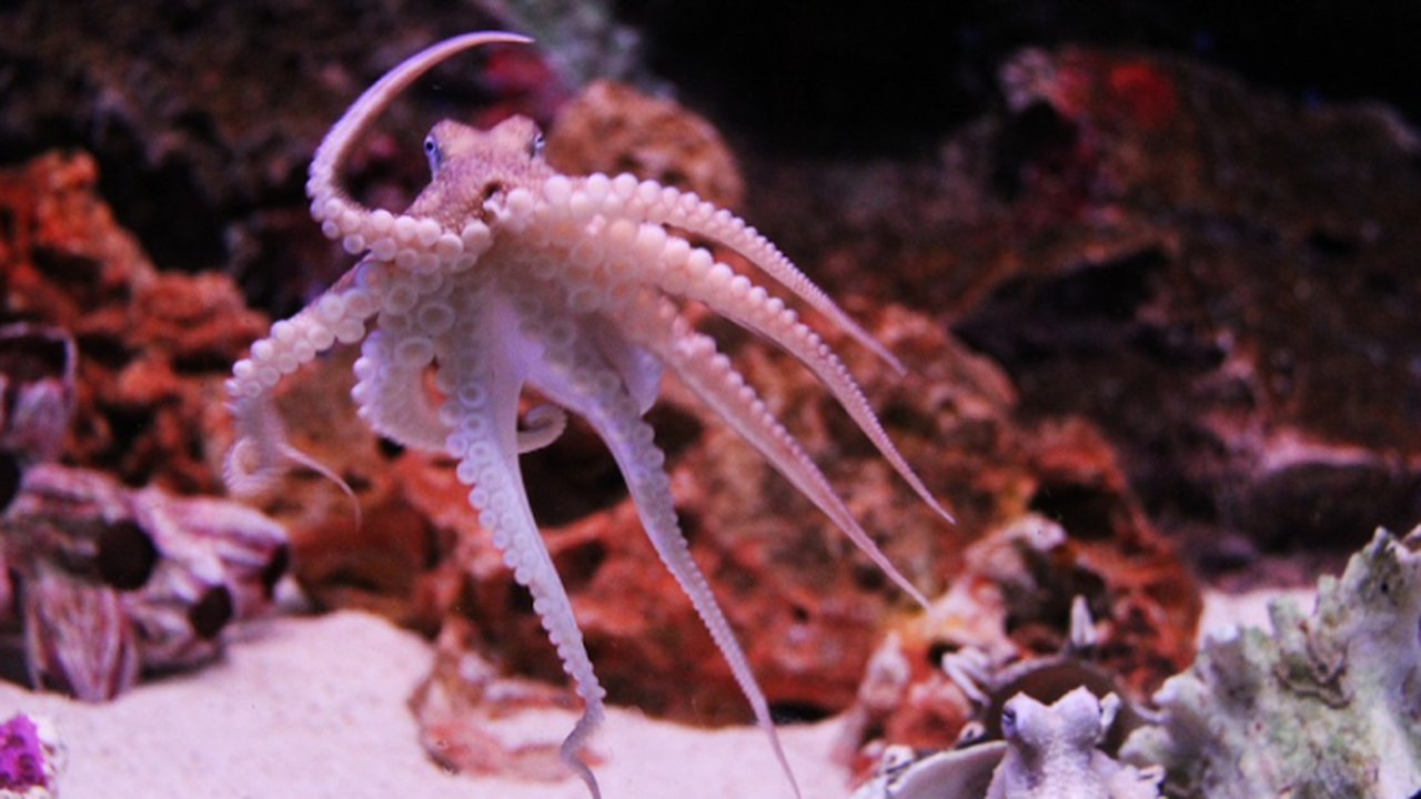 Октоподите вероятно сънуват