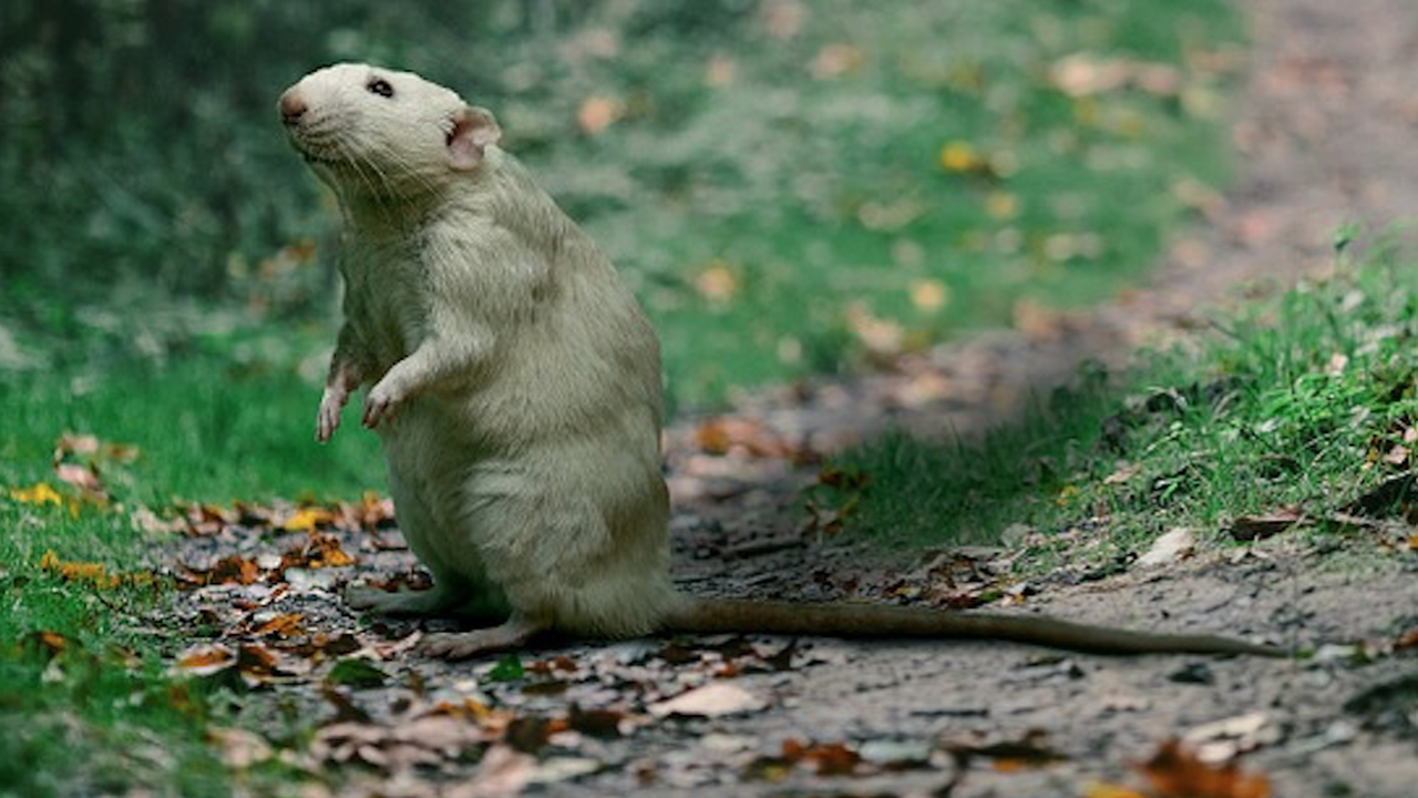 Плъх с човешки размери е бродил из Амазония преди 10 милиона години