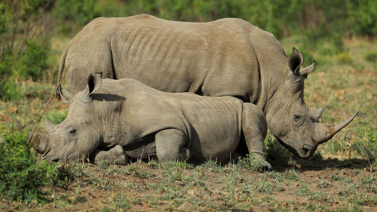 Учени оплодиха 7 яйцеклетки от северен бял носорог