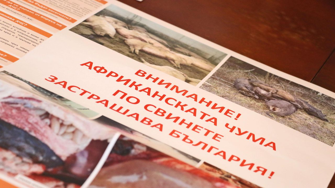 Започва броене на свинете в Хасковска област заради африканската чума