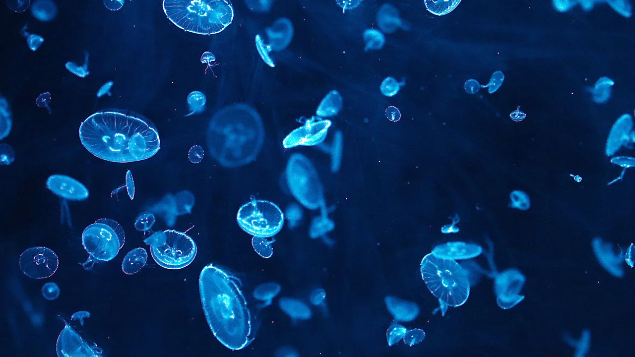 Медузи завладяха израелски плаж