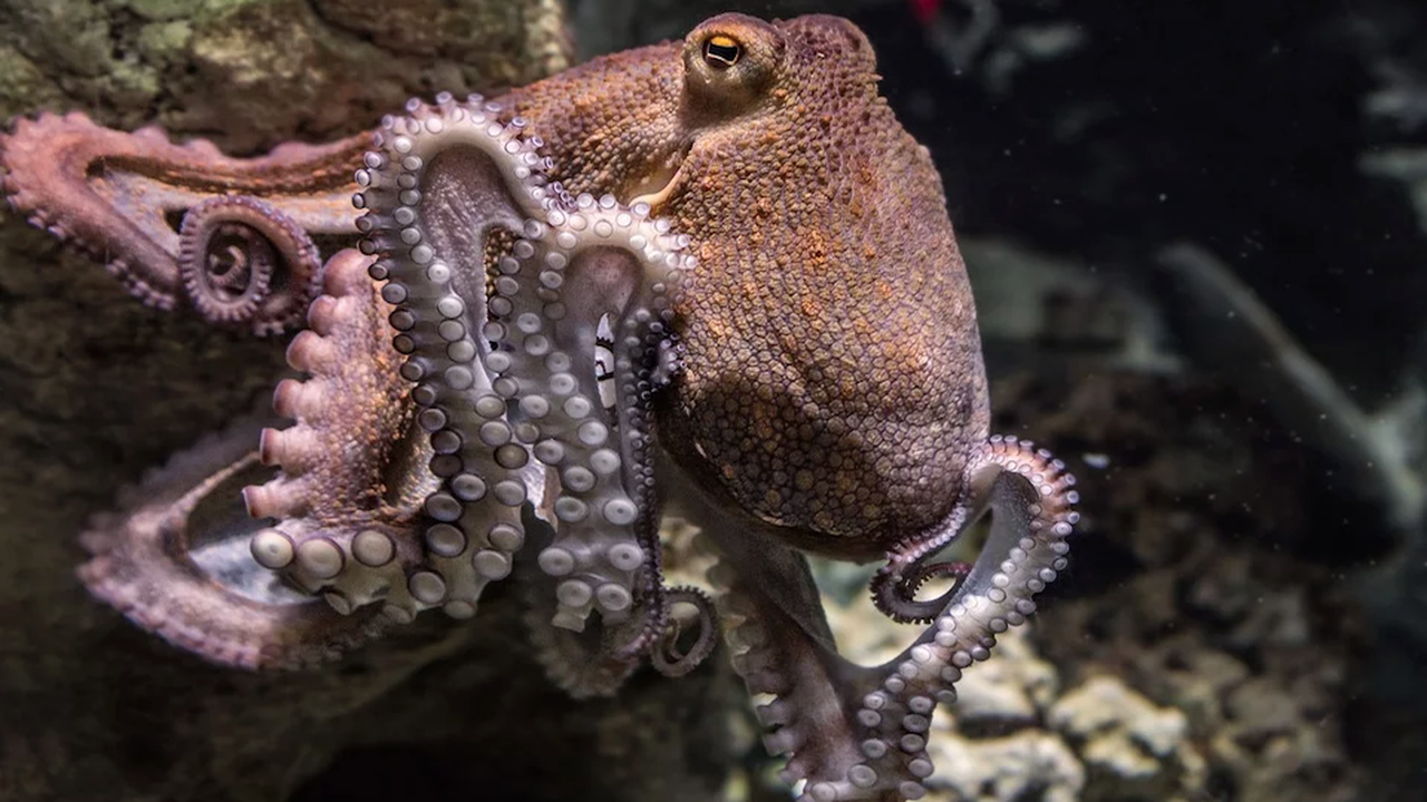 Австралиец засне октопод да ходи по сушата