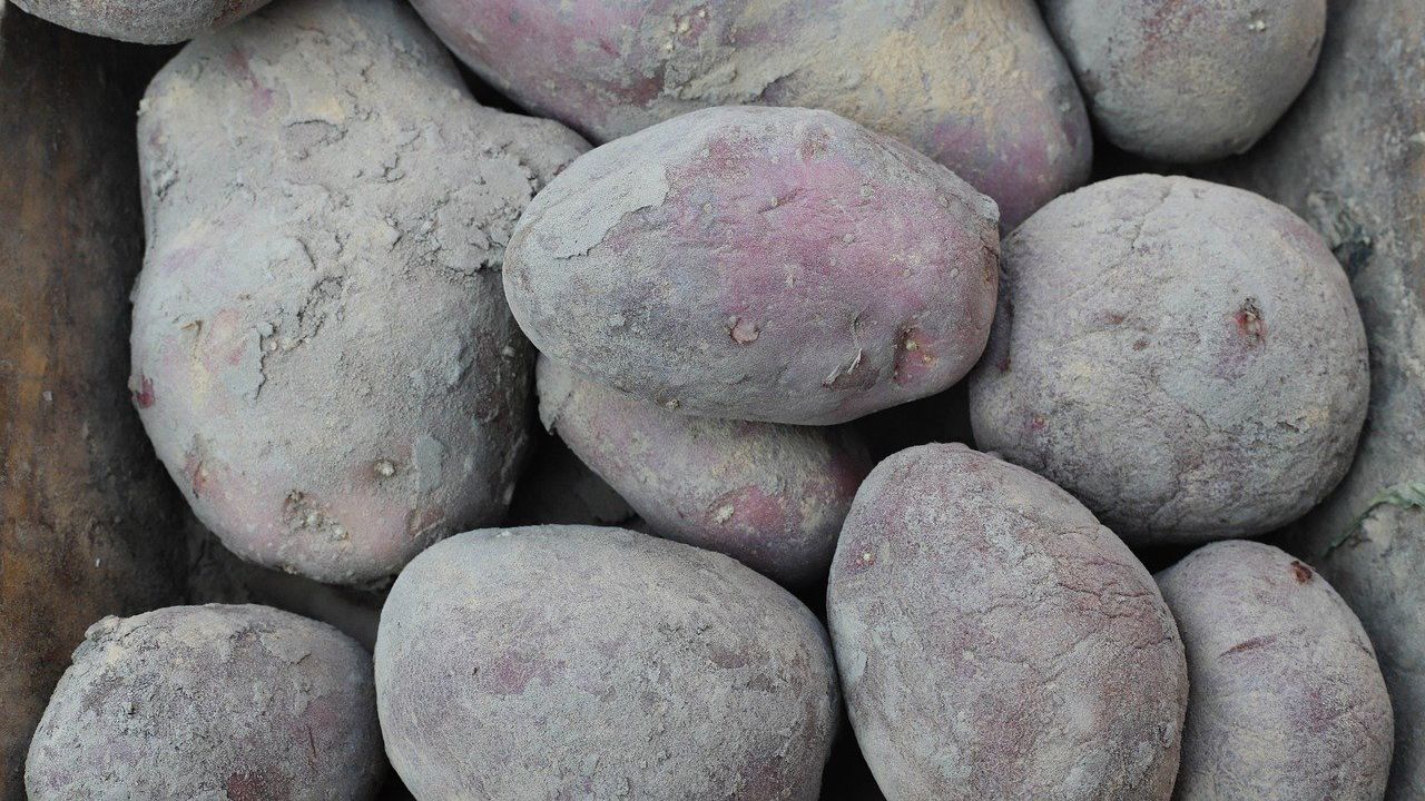 Пернишка област произвежда 5 процента от картофите в страната