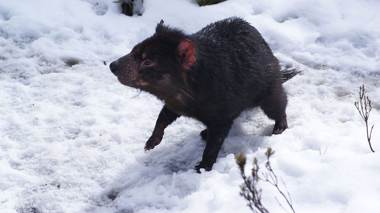 Сняг валя в Австралия