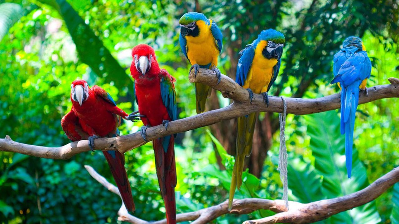 Папагали-наркомани провалят опиумната реколта в Индия