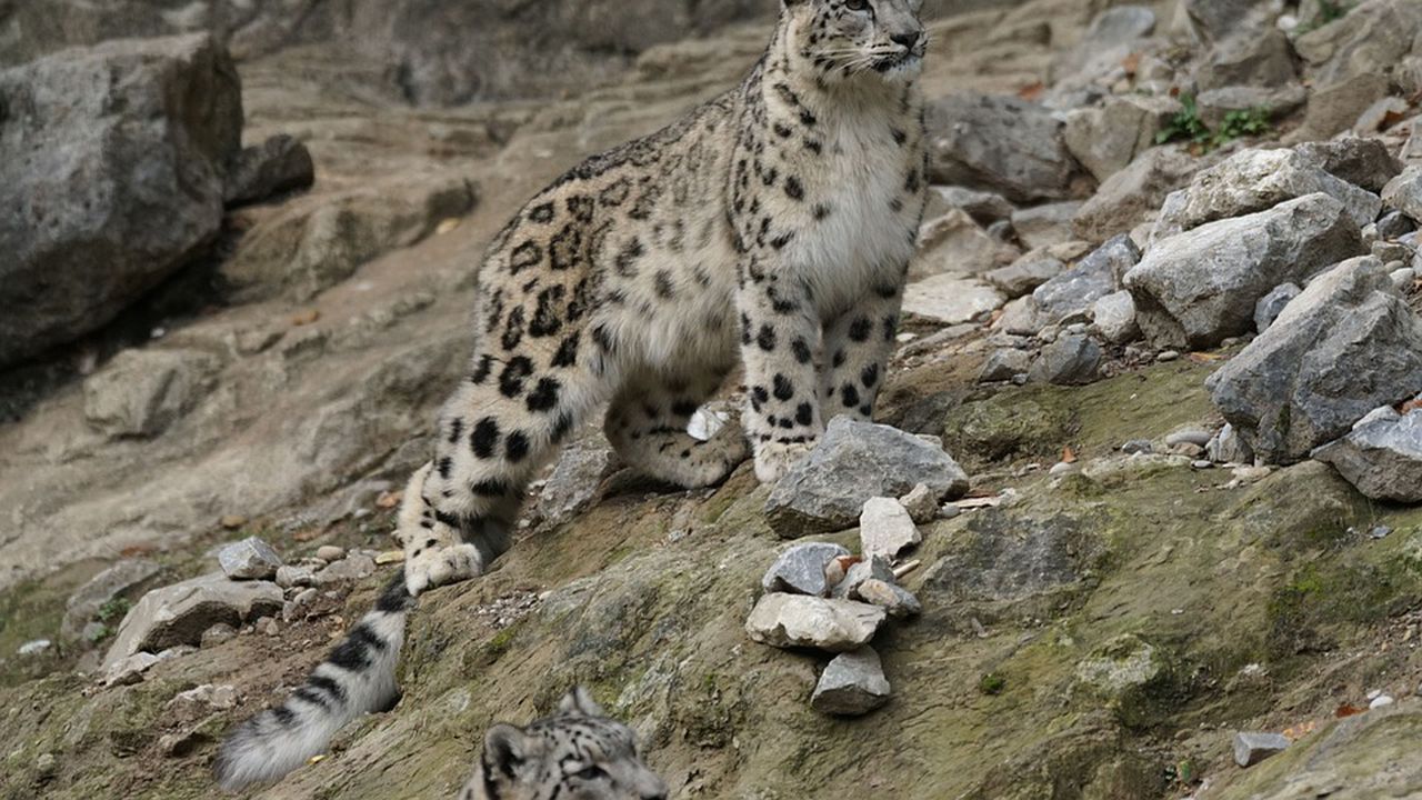 Заснеха критично застрашения вид снежен леопард