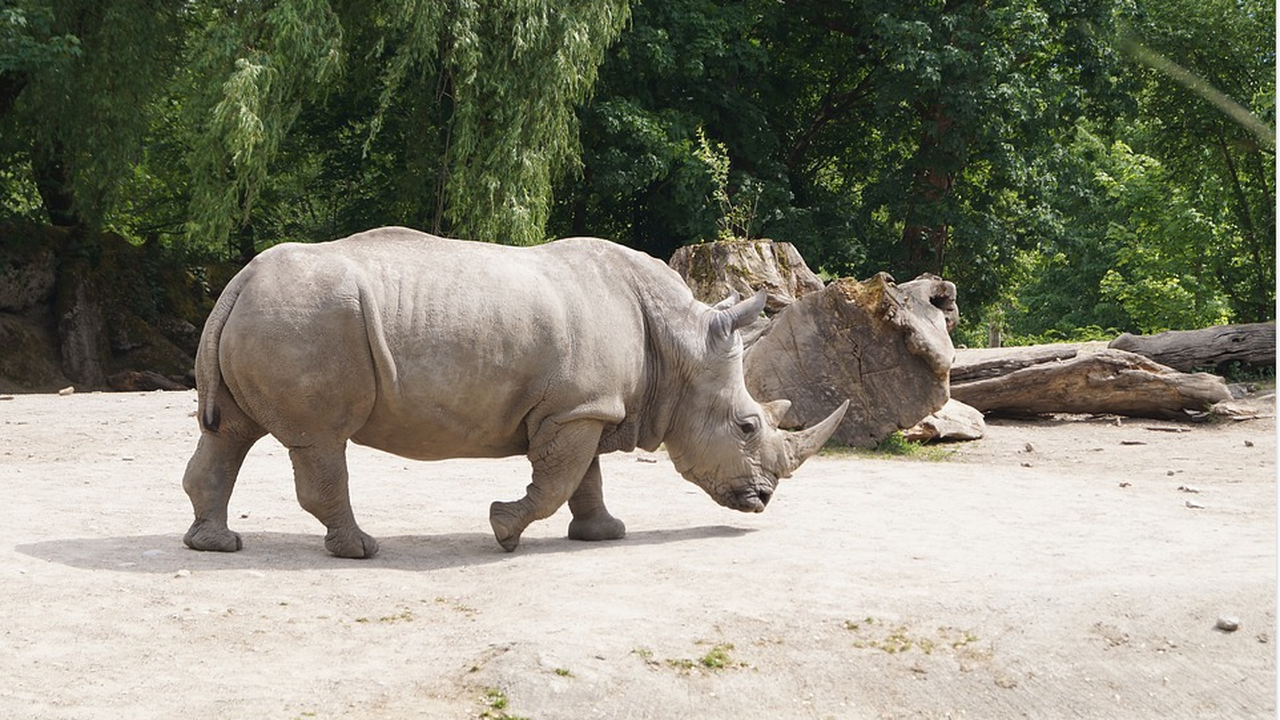Учени взеха яйцеклетки от застрашения от изчезване северен бял носорог