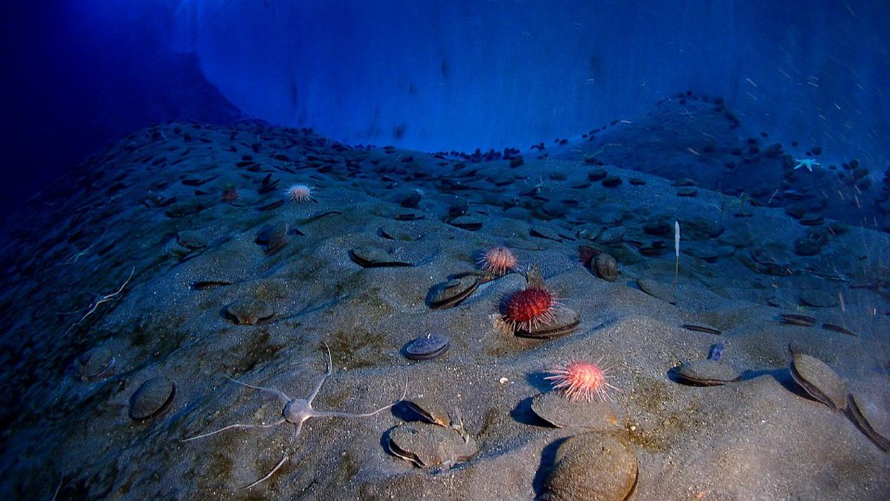 Откриха останки от гигантско морско чудовище в Антарктида