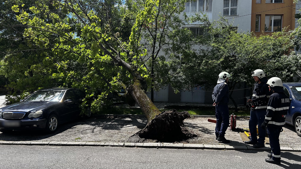 Силен вятър събори дърво върху паркиран автомобил в Хасково. Заради