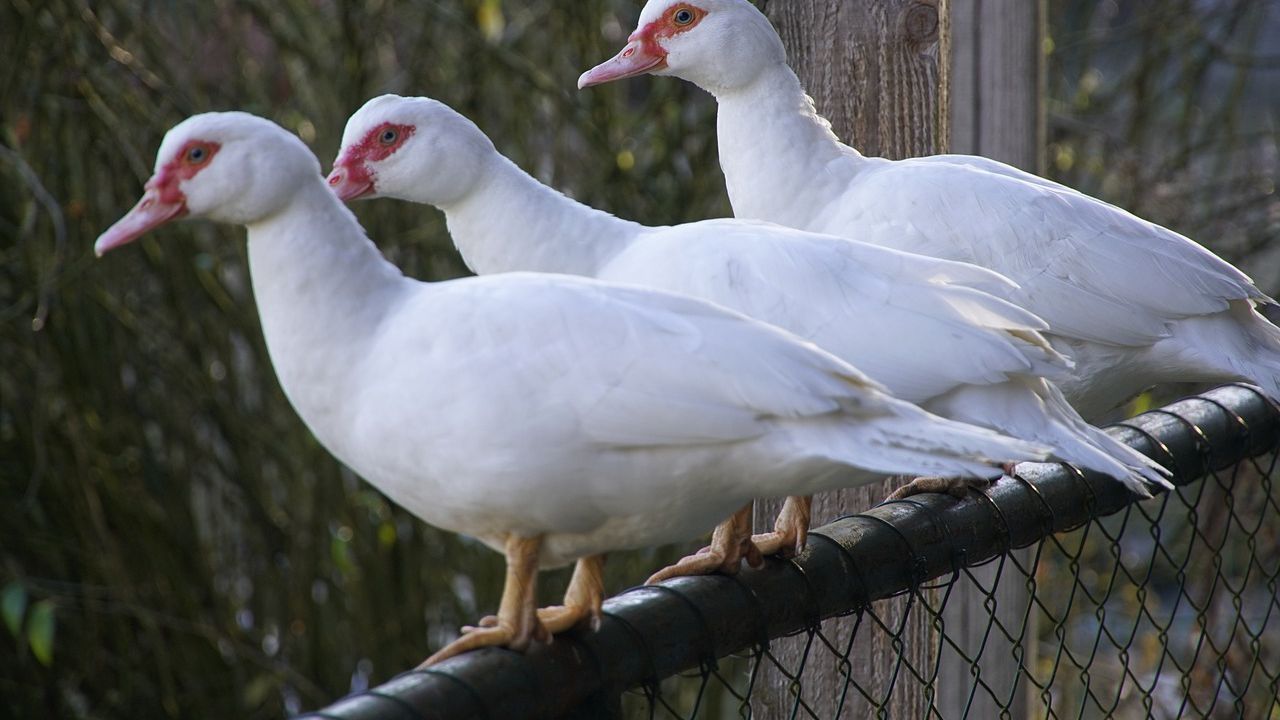 Унищожиха 28 хиляди патици заради огнище на птичи грип край Раковски