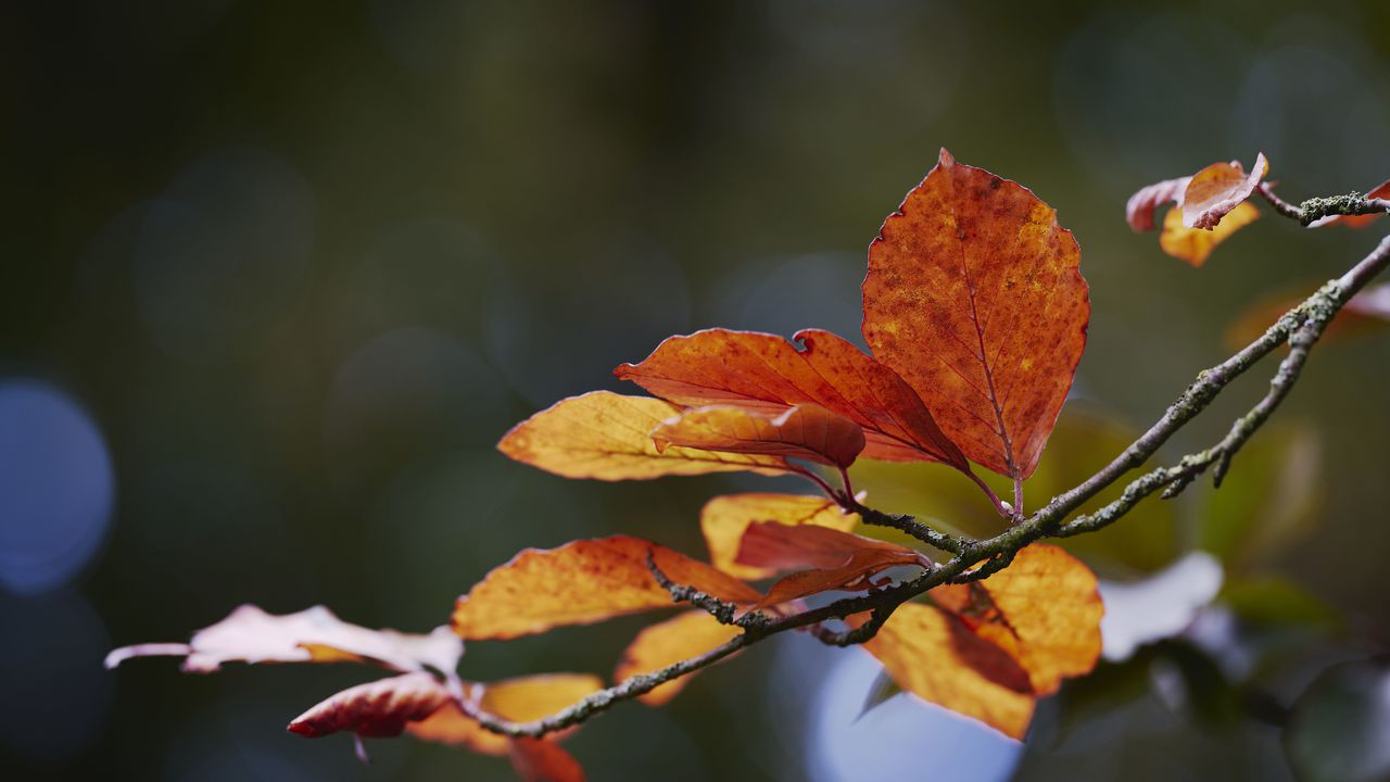 Прогноза за времето