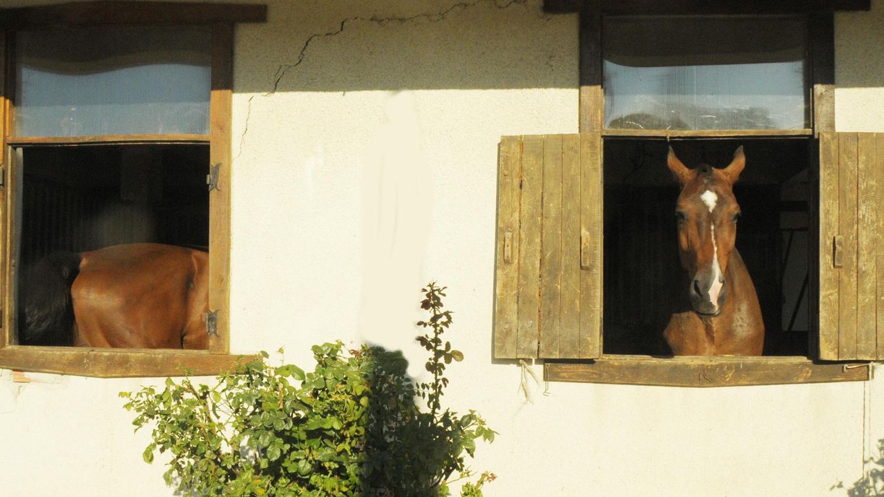 Той обясни, че конната полиция в София, която е единствената