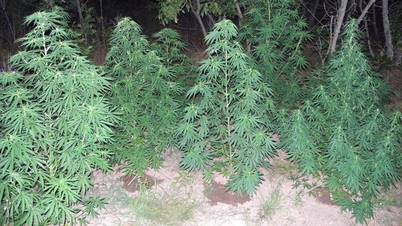 Заловиха мъж в Бучино докато се грижи за нарко градинката си