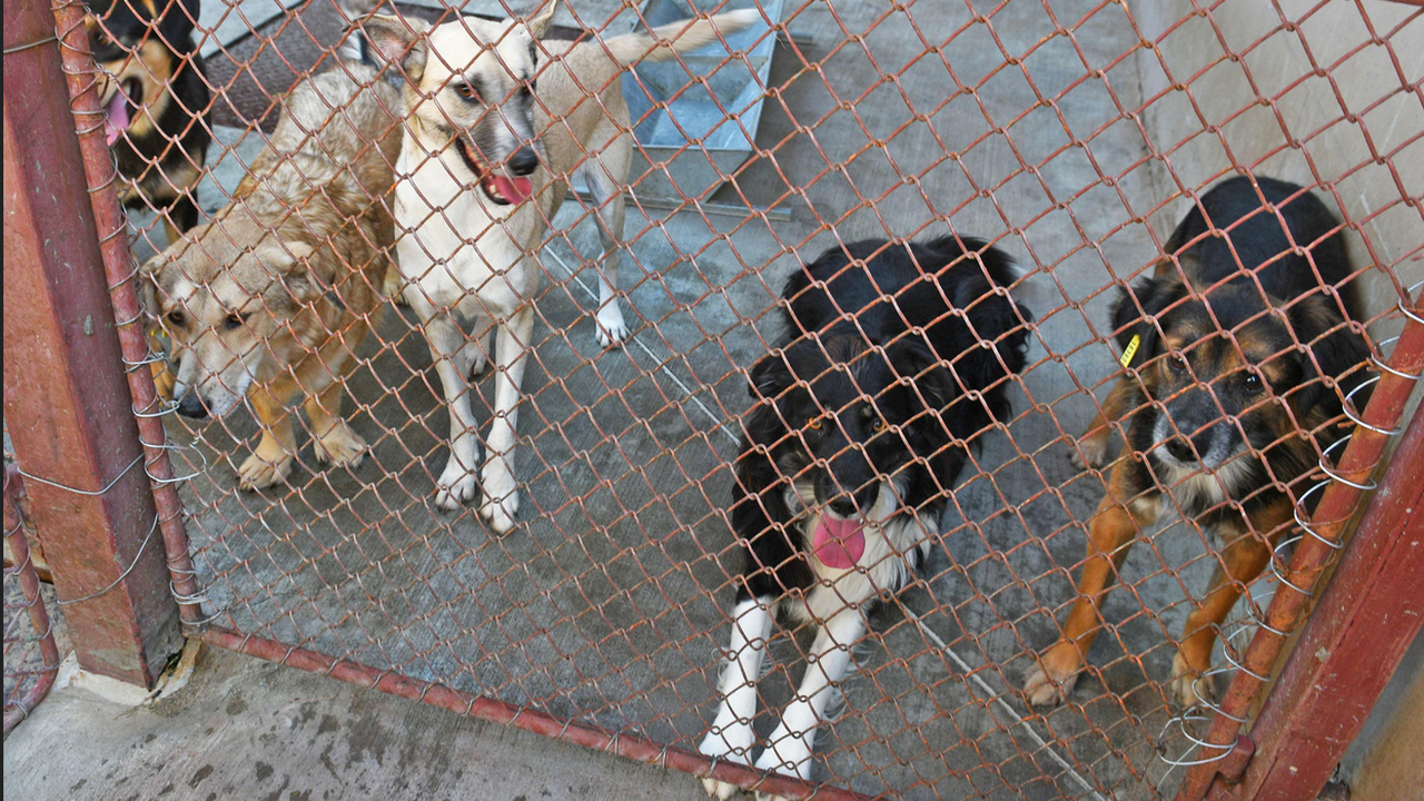 637 кучета от общинските приюти в София са осиновени от началото на годината