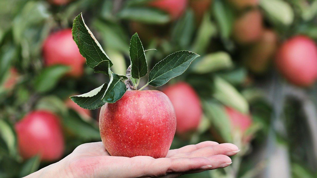 Още 8615 деца получават плодове, зеленчуци и млечни продукти по училищните схеми