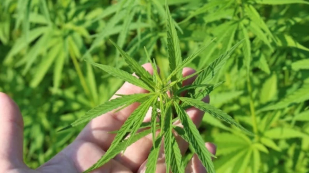 350 грама марихуана заловиха в Кърджалийско