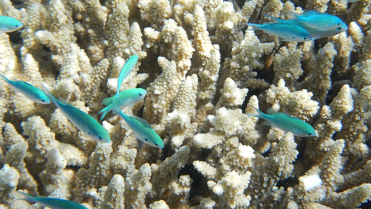 Коралите в Големия бариерен риф се избелиха