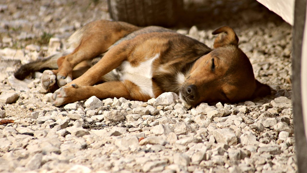Убиха 5 кучета в Горна Оряховица