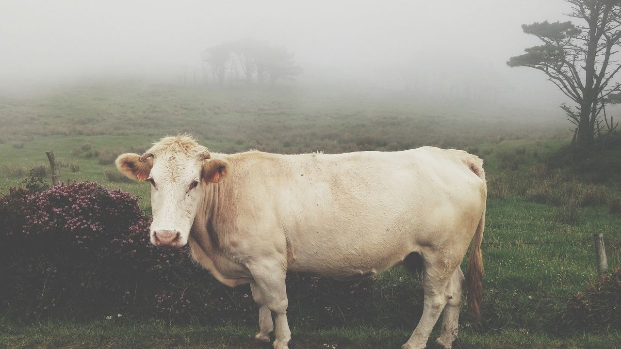 Миниатюрна крава от Бангладеш беше призната от Гинес за най-ниската в света