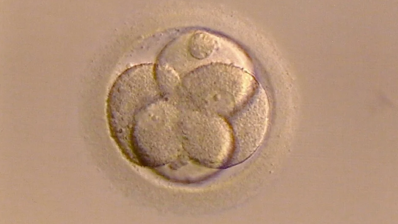 Качеството на яйцеклетките при жените зависи от метаболитен фактор