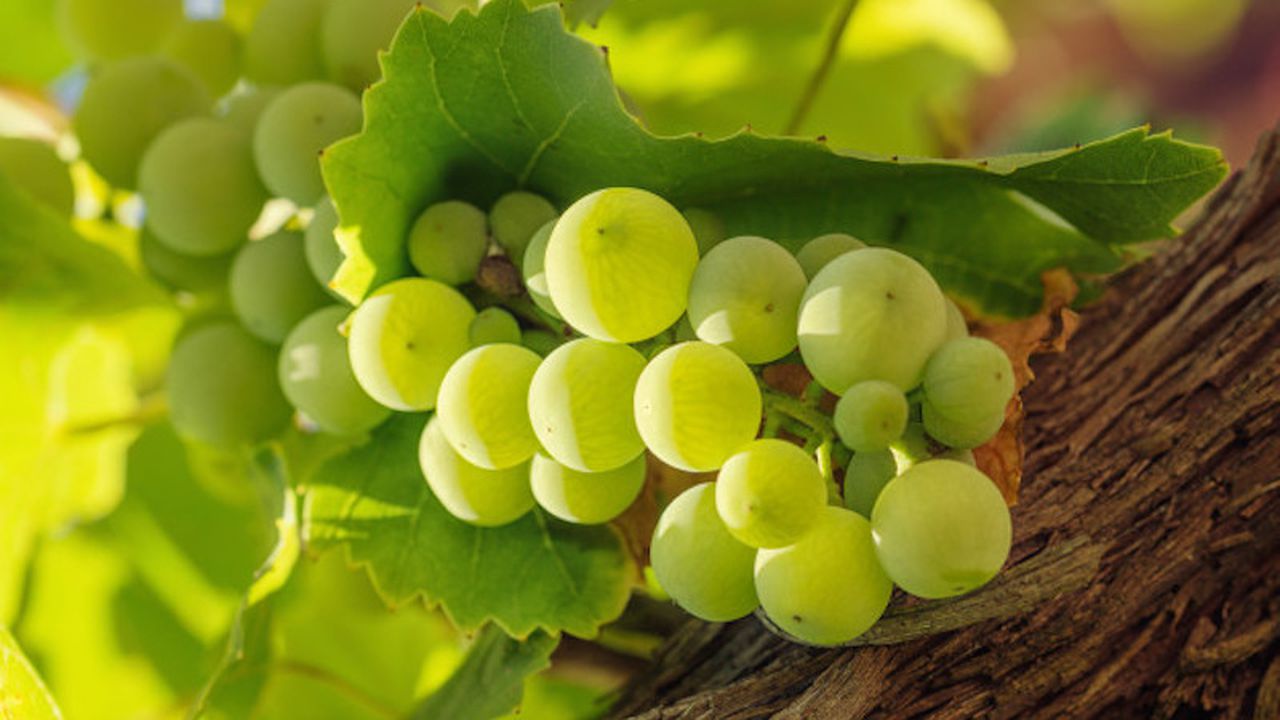 Първото грозде тръгна за бъчвите на „Пещерска“