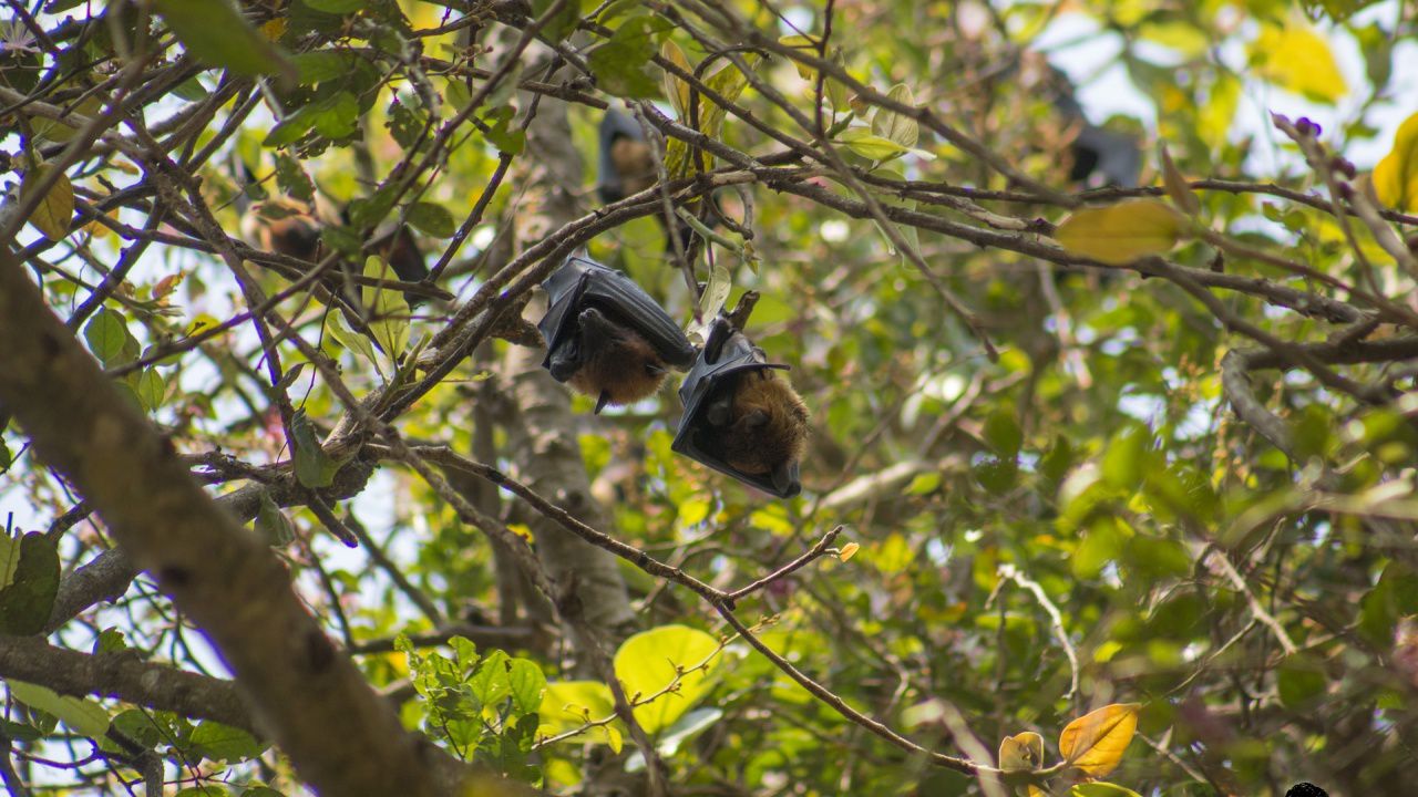 Учени: Кръвосмучещите прилепи "се сприятеляват" със себеподобни