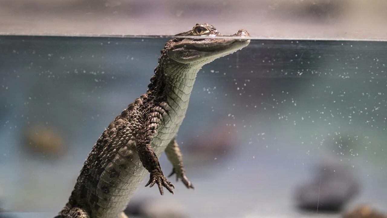 Прародителите на крокодилите са се придвижвали на два крака