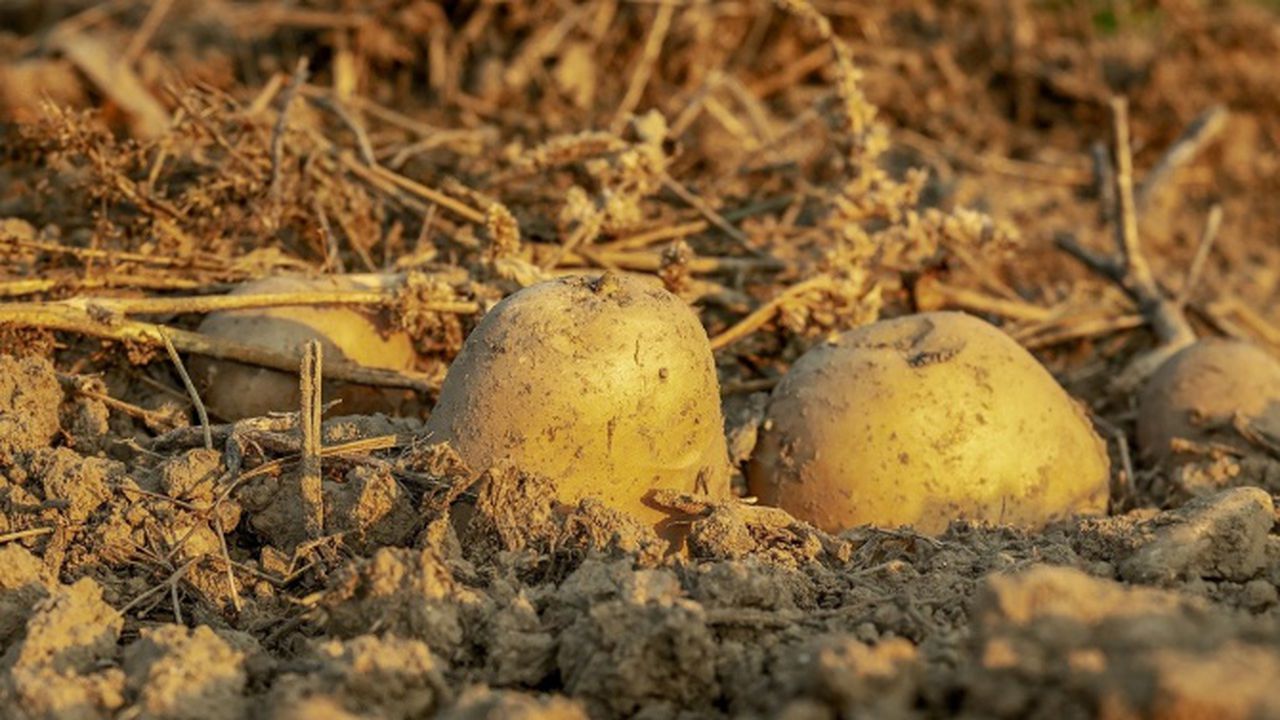 Производителите на картофи, лук и чесън получиха есемес за доказване на обвързаната подкрепа