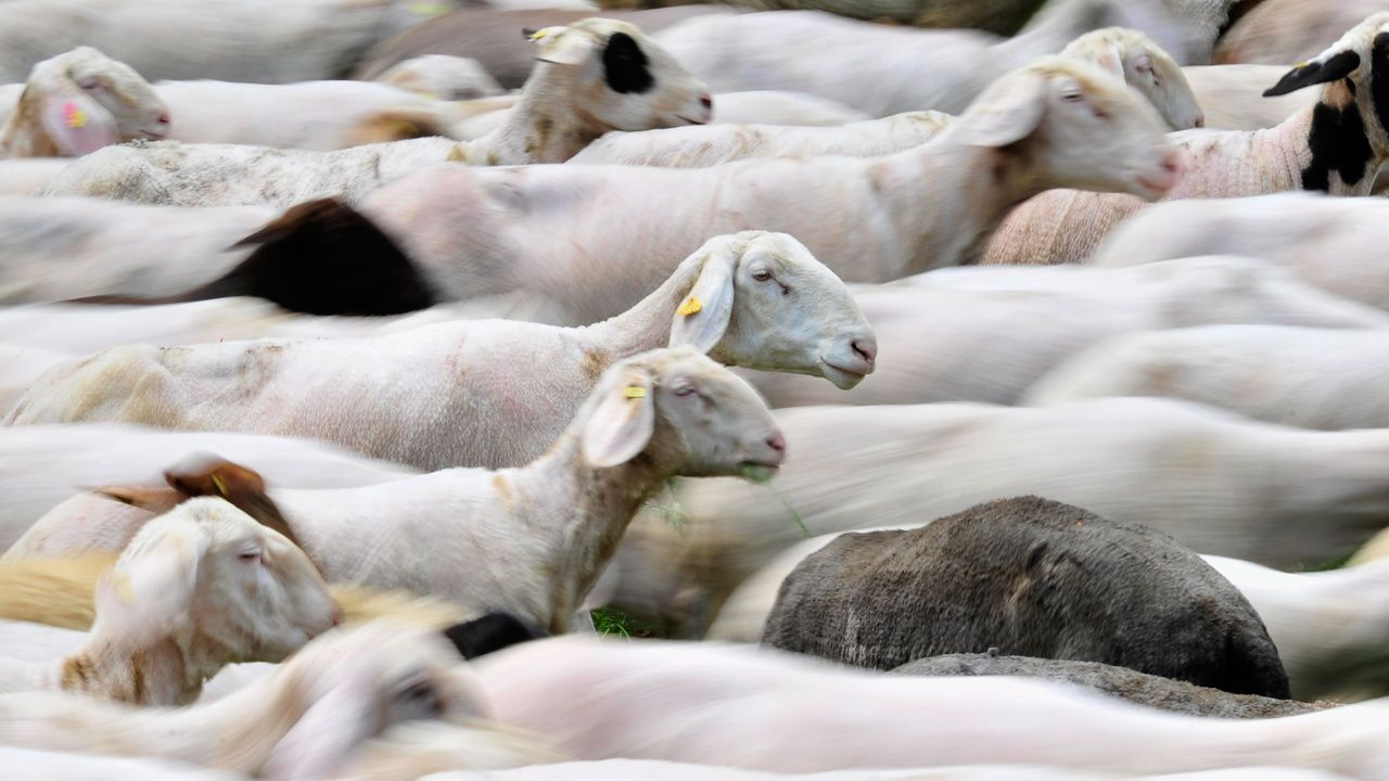 Мистерия: Стотици овце обикалят в кръгове във Великобритания