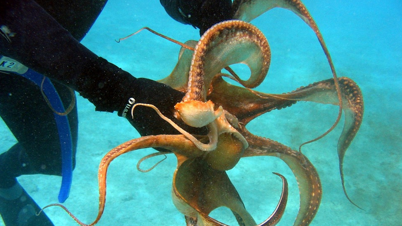 Октоподите чувстват и реагират на болка като хората
