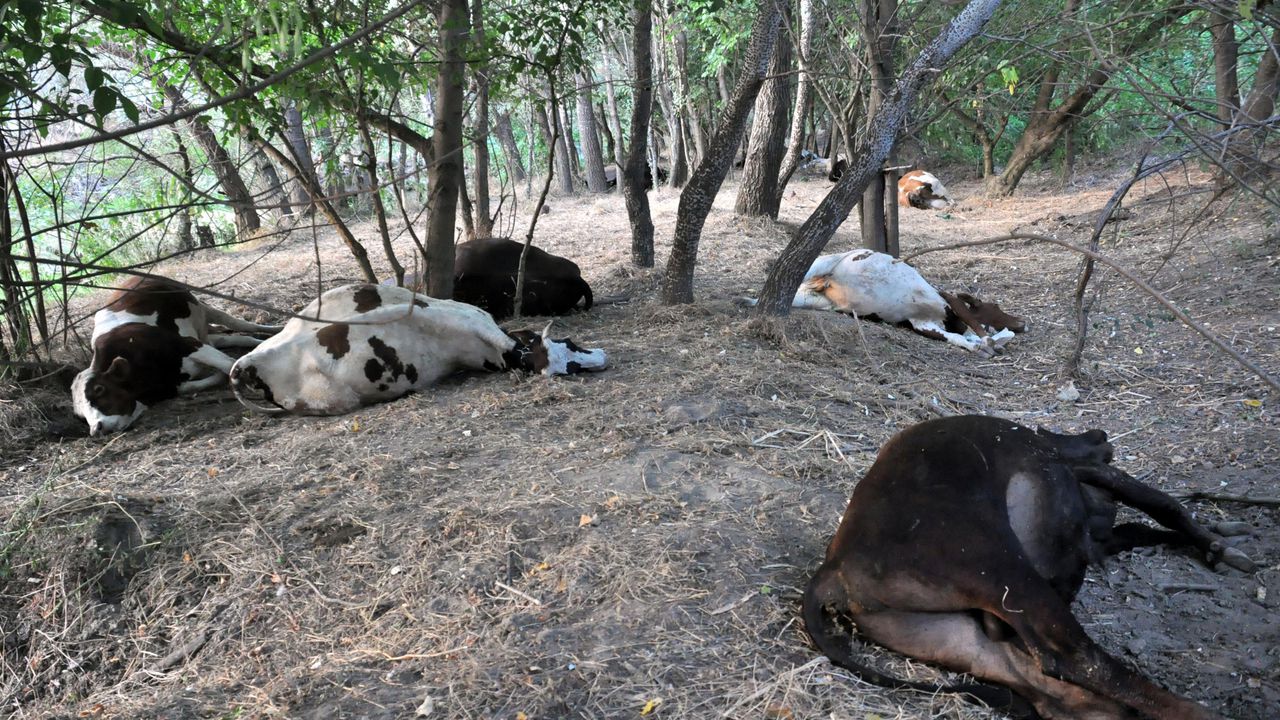 Ето какво е убило стадото крави, пили вода от река Марица