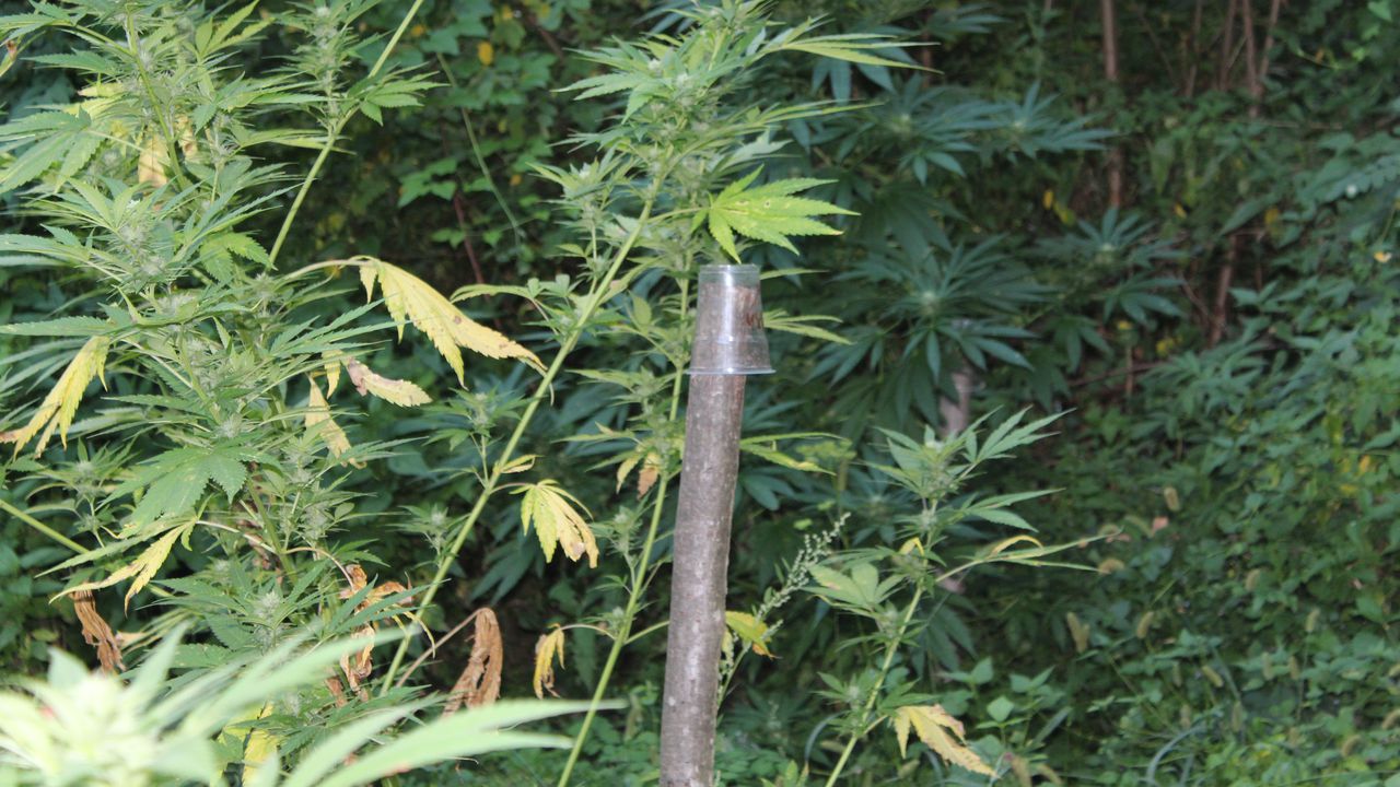 Разбиха нива с канабис във видинското село Чупрене